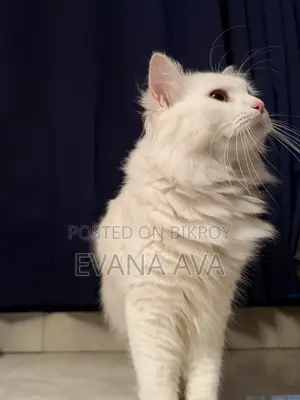 3-6 months Male Purebred Persian