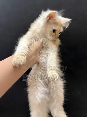 3-6 months Male Purebred Persian