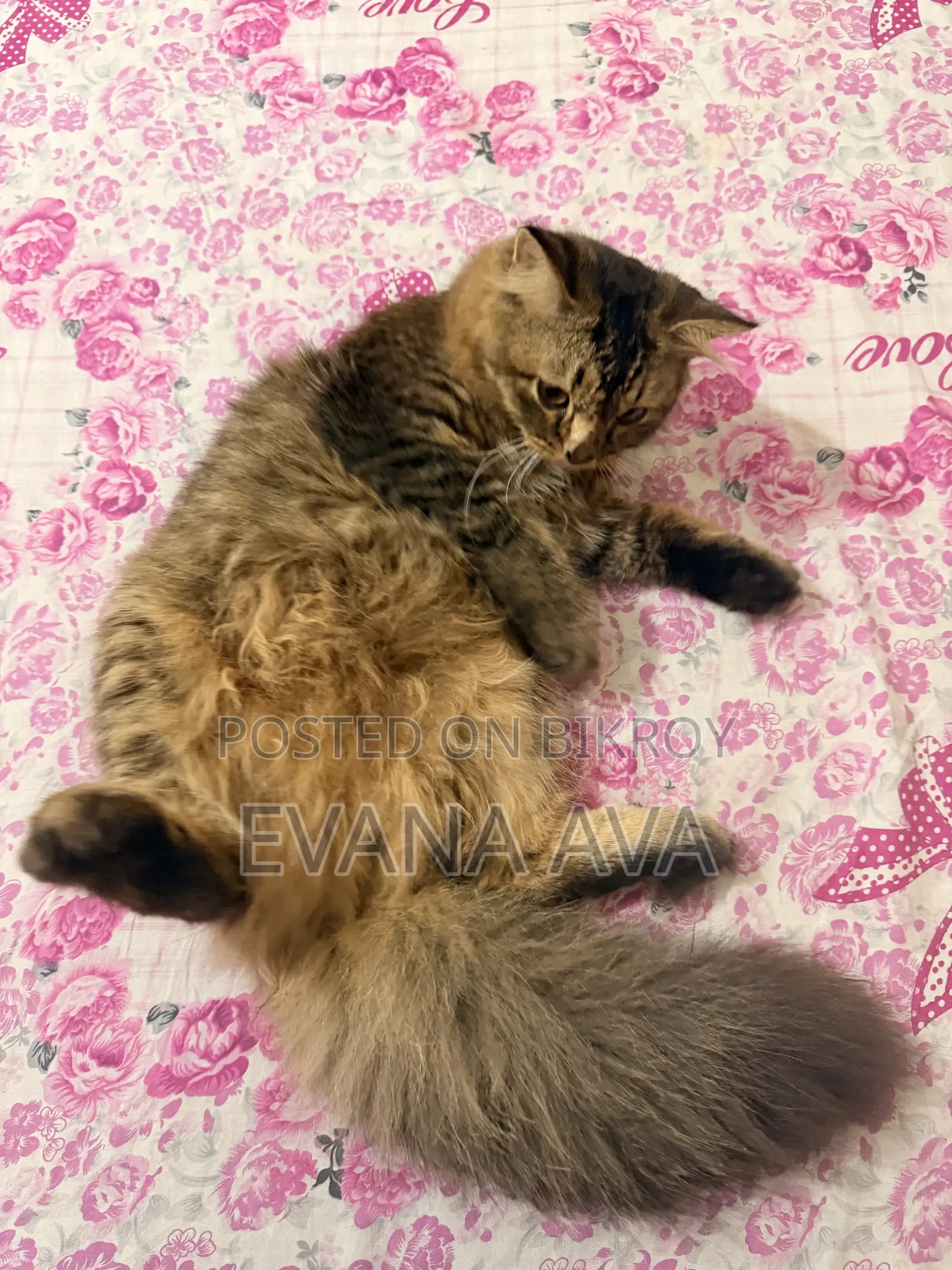 3-6 months Male Purebred Persian