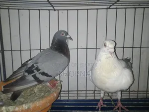 Silver Racer Pair