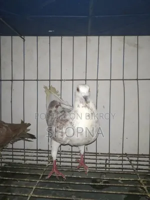 Silver Racer Pair