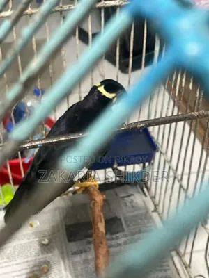 একটি ময়না পাখি বিক্রি হবে