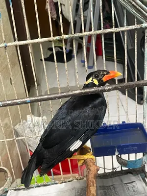 একটি ময়না পাখি বিক্রি হবে