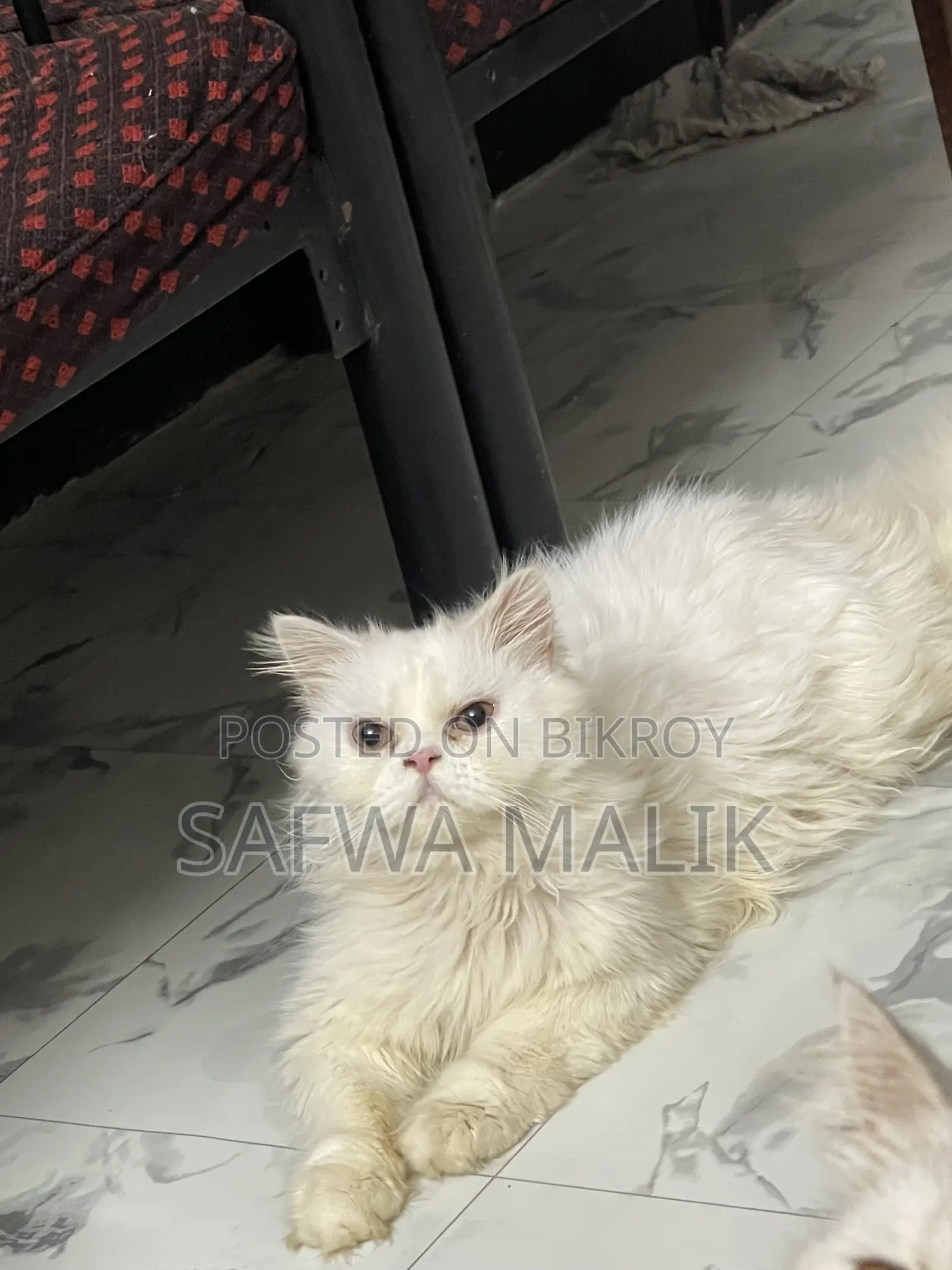 ১-৩ মাসের নর খাঁটি পার্সিয়ান