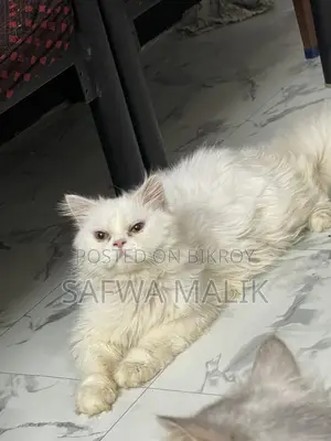 ১-৩ মাসের নর খাঁটি পার্সিয়ান