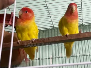 Love Bird Red Head Opaline