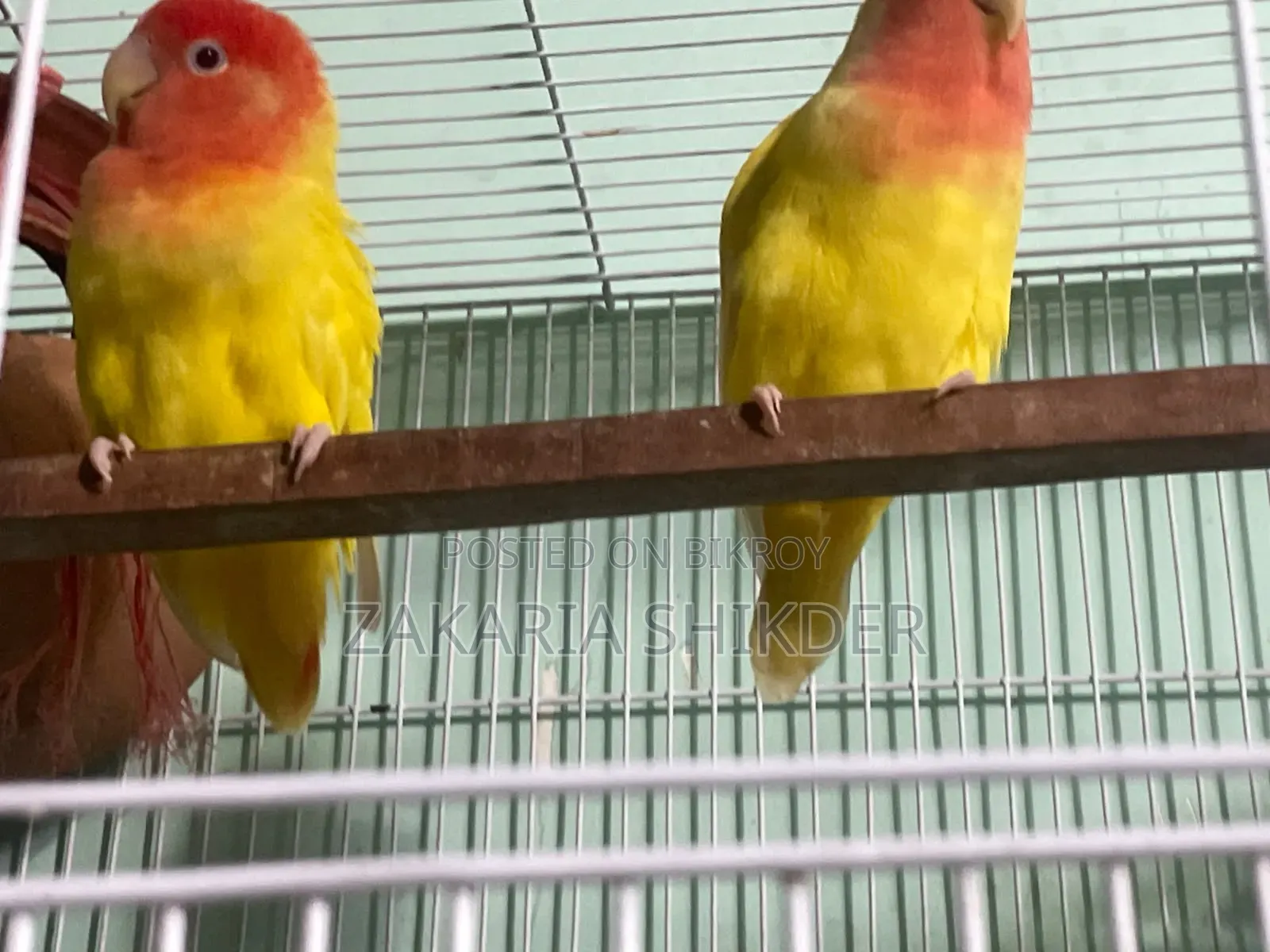 Love Bird Red Head Opaline