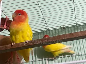 Love Bird Red Head Opaline