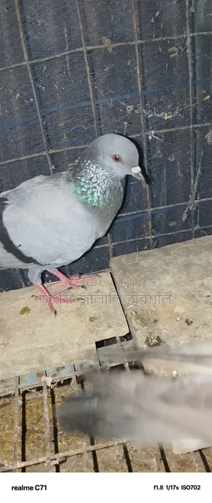 This pigeon will be sold