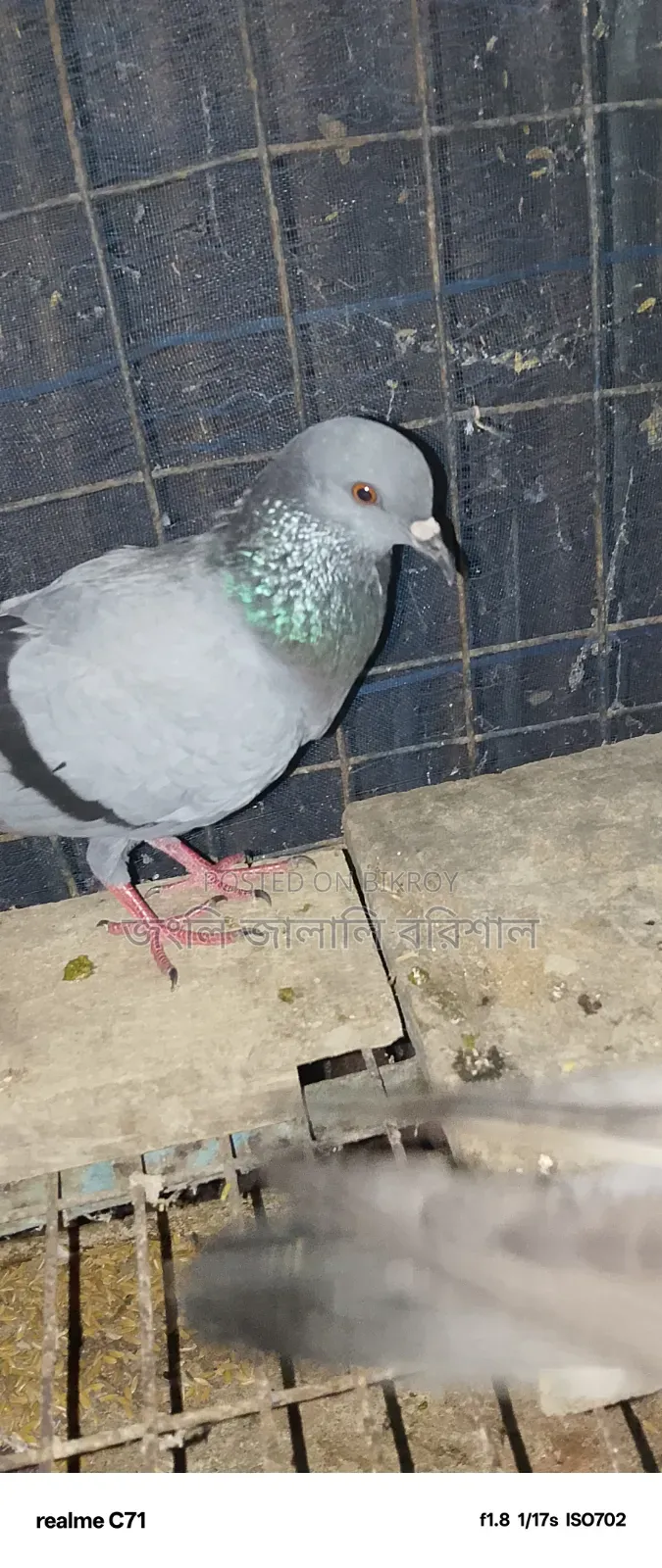This pigeon will be sold