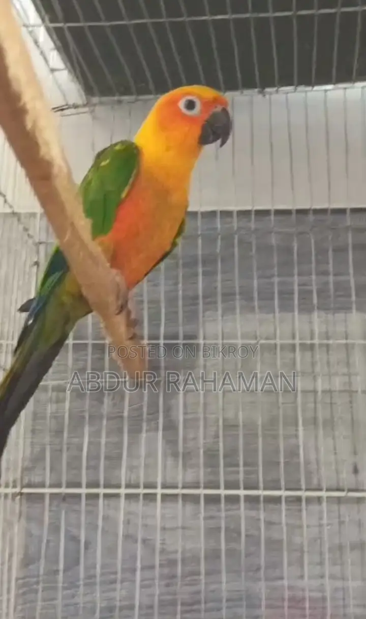 Jandaya Conure