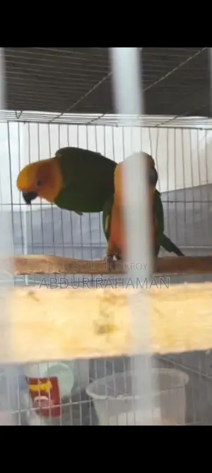 Jandaya Conure