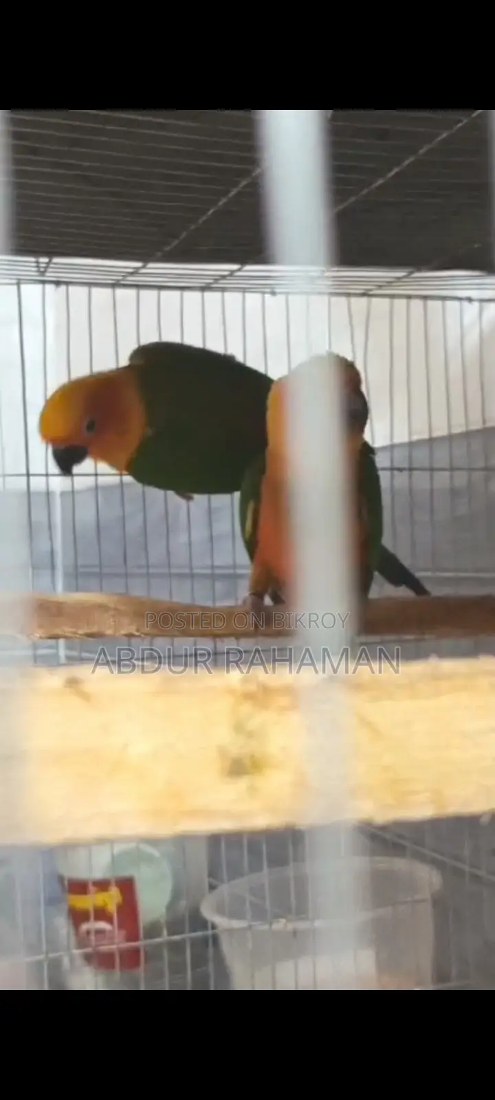 Jandaya Conure
