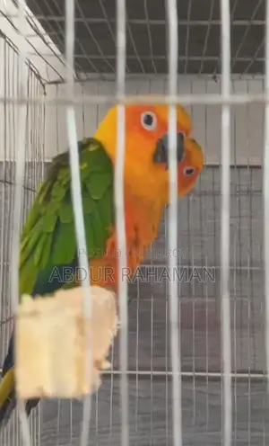 Jandaya Conure