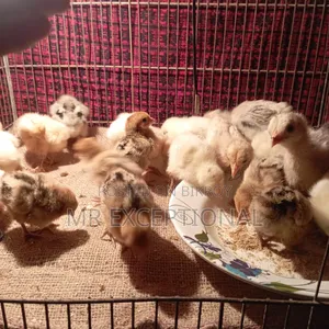 Brahma and Golden Sebright Chicks
