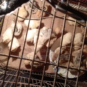 Brahma and Golden Sebright Chicks