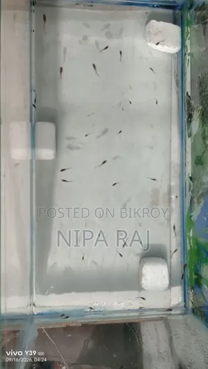 Mix Breed Guppy Fish