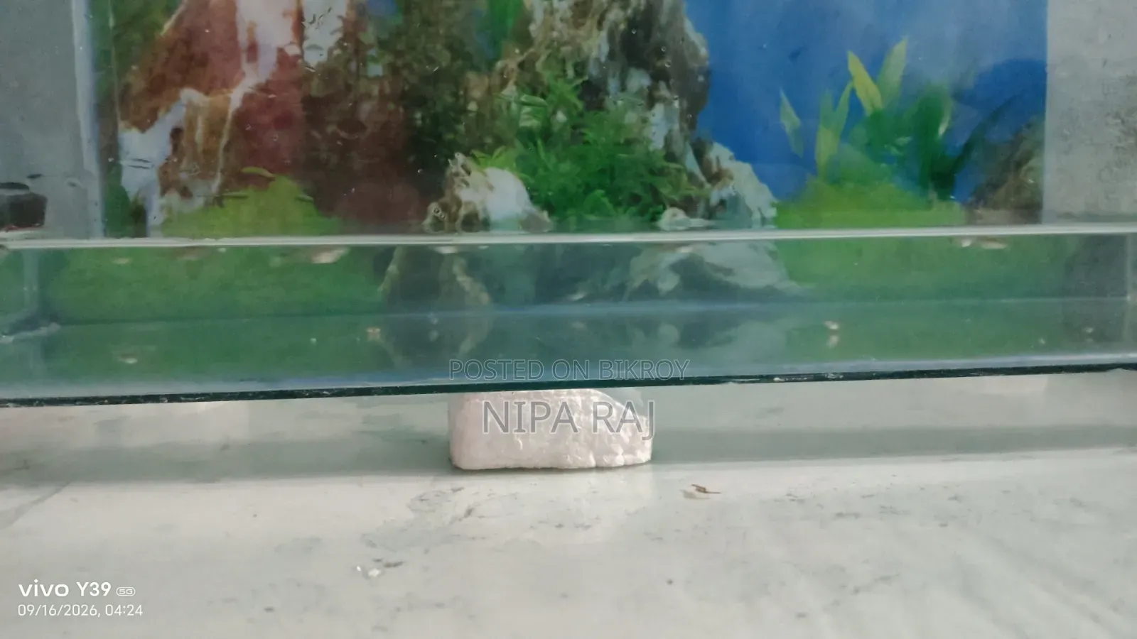 Mix Breed Guppy Fish
