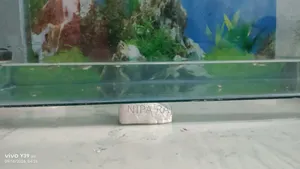 Mix Breed Guppy Fish