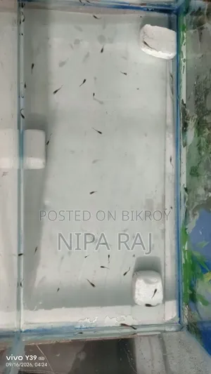 Mix Breed Guppy Fish