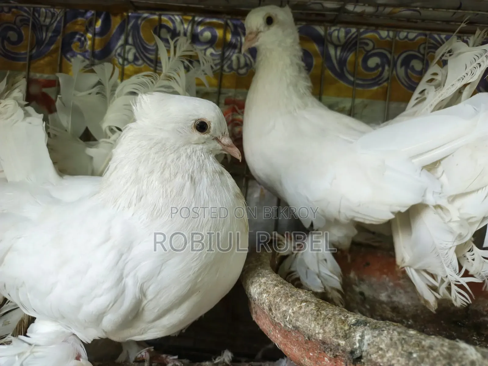 High-Quality Healthy Pigeons for Sale