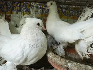 High-Quality Healthy Pigeons for Sale
