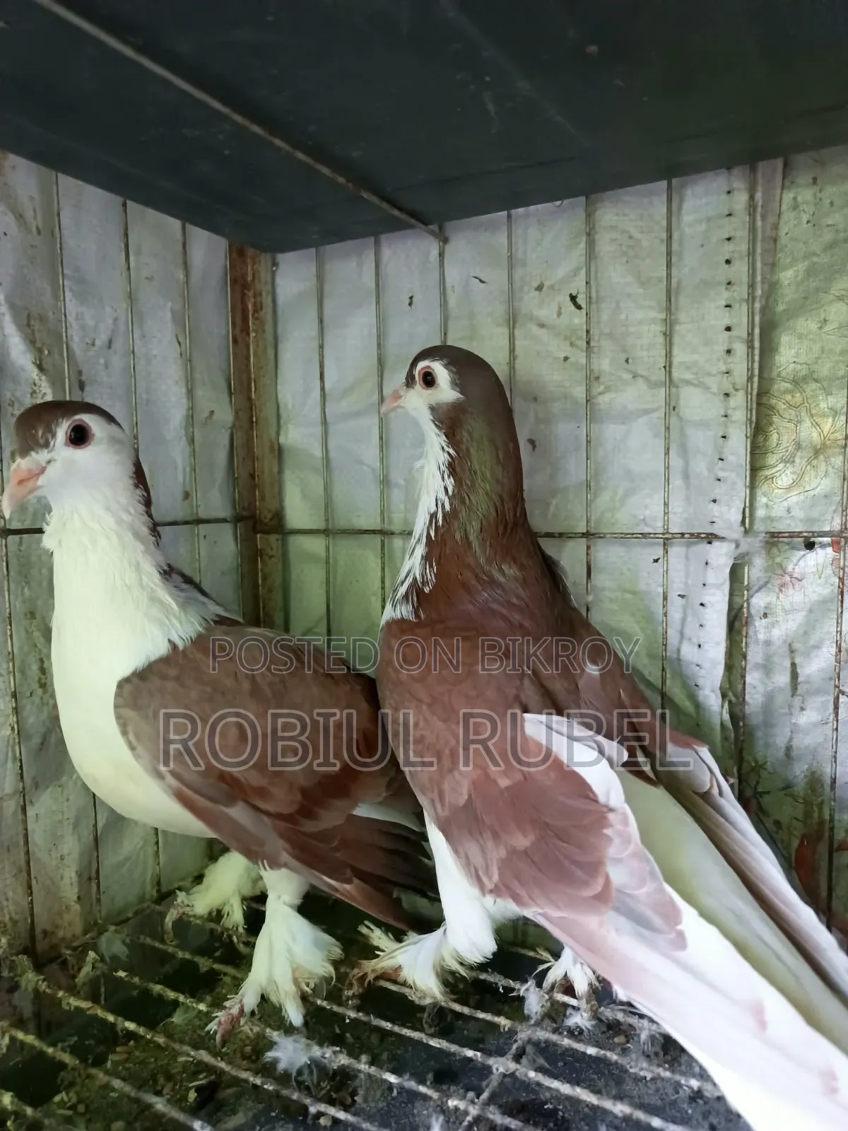High-Quality Healthy Pigeons for Sale