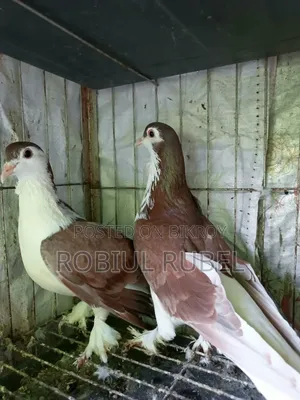 High-Quality Healthy Pigeons for Sale