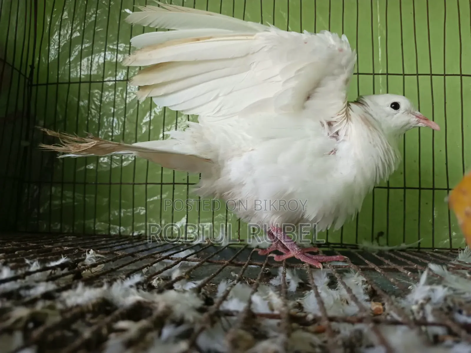 High-Quality Healthy Pigeons for Sale