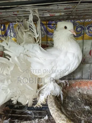 High-Quality Healthy Pigeons for Sale