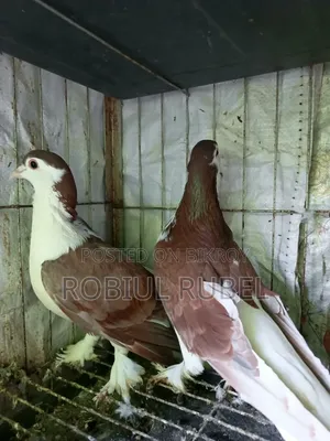 High-Quality Healthy Pigeons for Sale