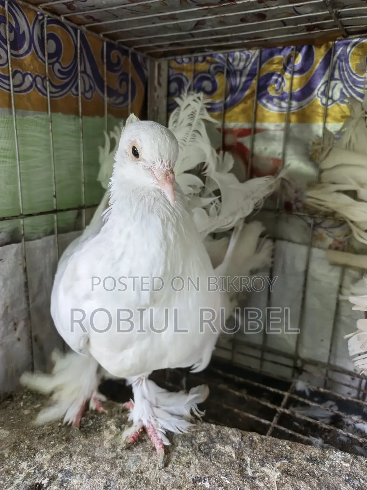 High-Quality Healthy Pigeons for Sale