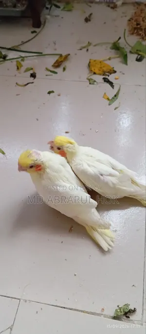 Cockatiel Baby for Sale. Tame size, completely healthy, Savar Radio Colony.