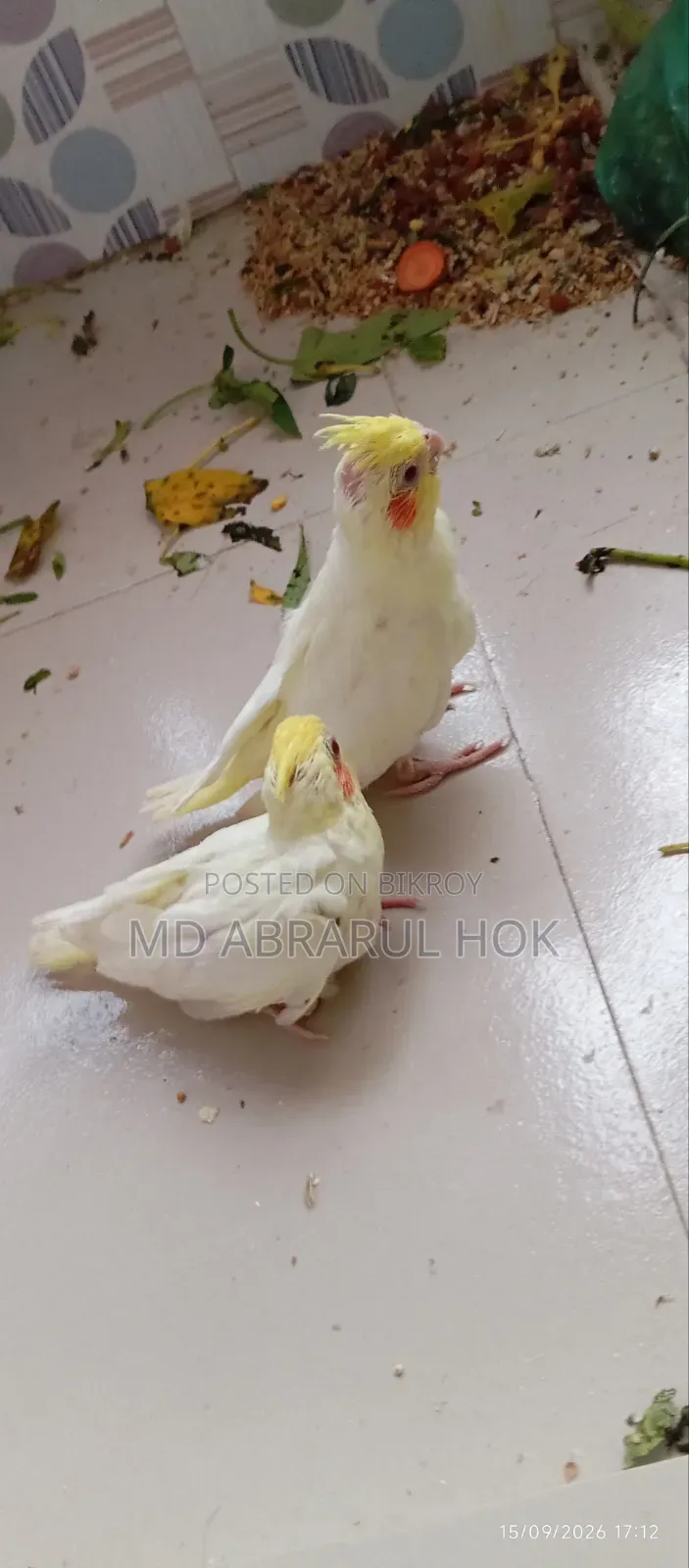 Cockatiel Baby for Sale. Tame size, completely healthy, Savar Radio Colony.