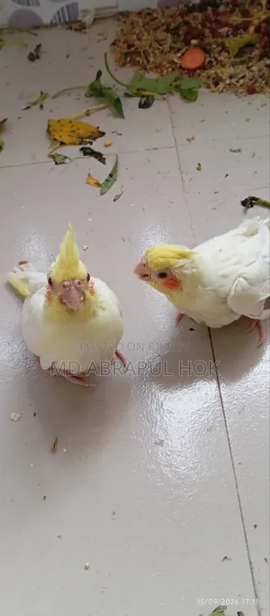 Cockatiel Baby for Sale. Tame size, completely healthy, Savar Radio Colony.