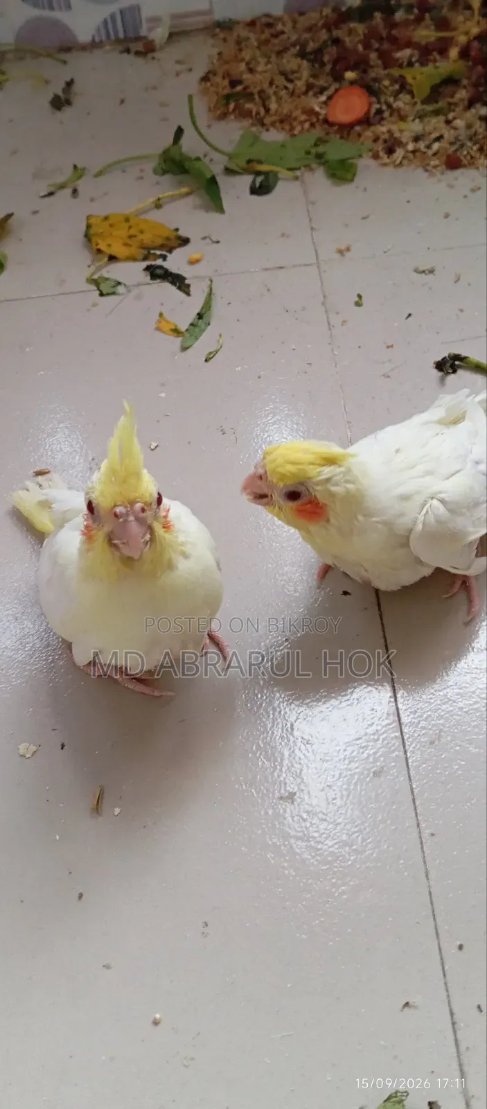 Cockatiel Baby for Sale. Tame size, completely healthy, Savar Radio Colony.