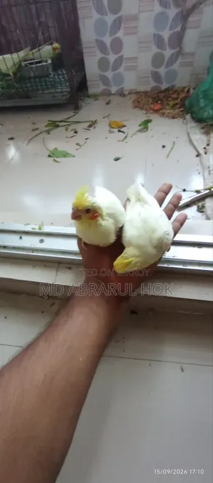 Cockatiel Baby for Sale. Tame size, completely healthy, Savar Radio Colony.
