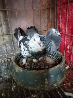 Pigeon