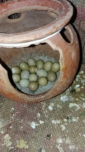 King Quail