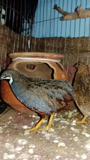 King Quail