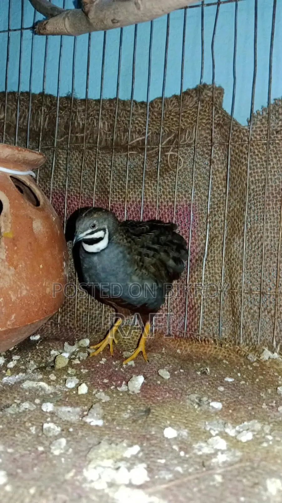 King Quail