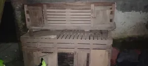 ৫ ফিট লম্বা দুইটা খাচ্চা পাশে আড়াইফি