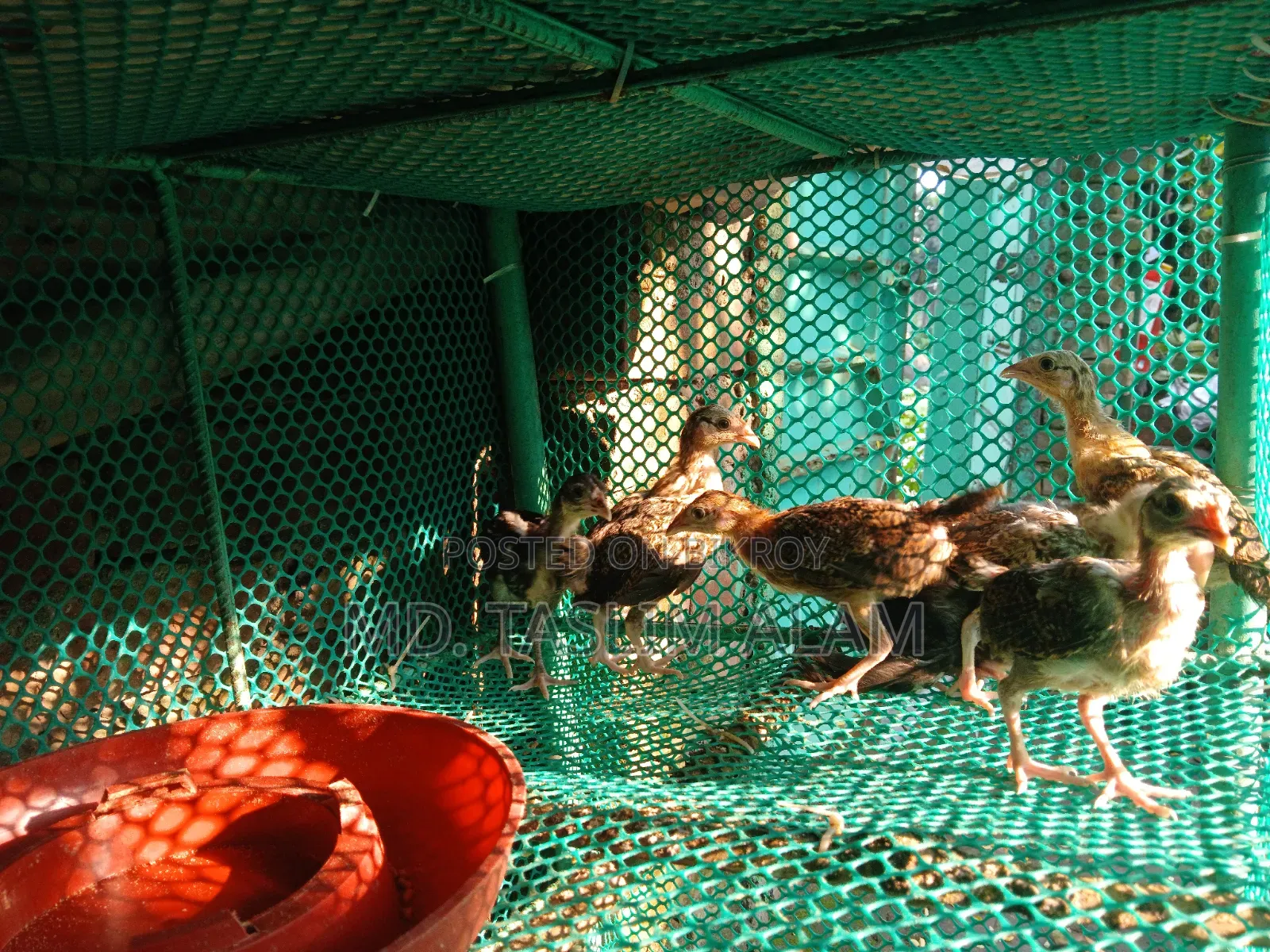 Local Chicken Chicks