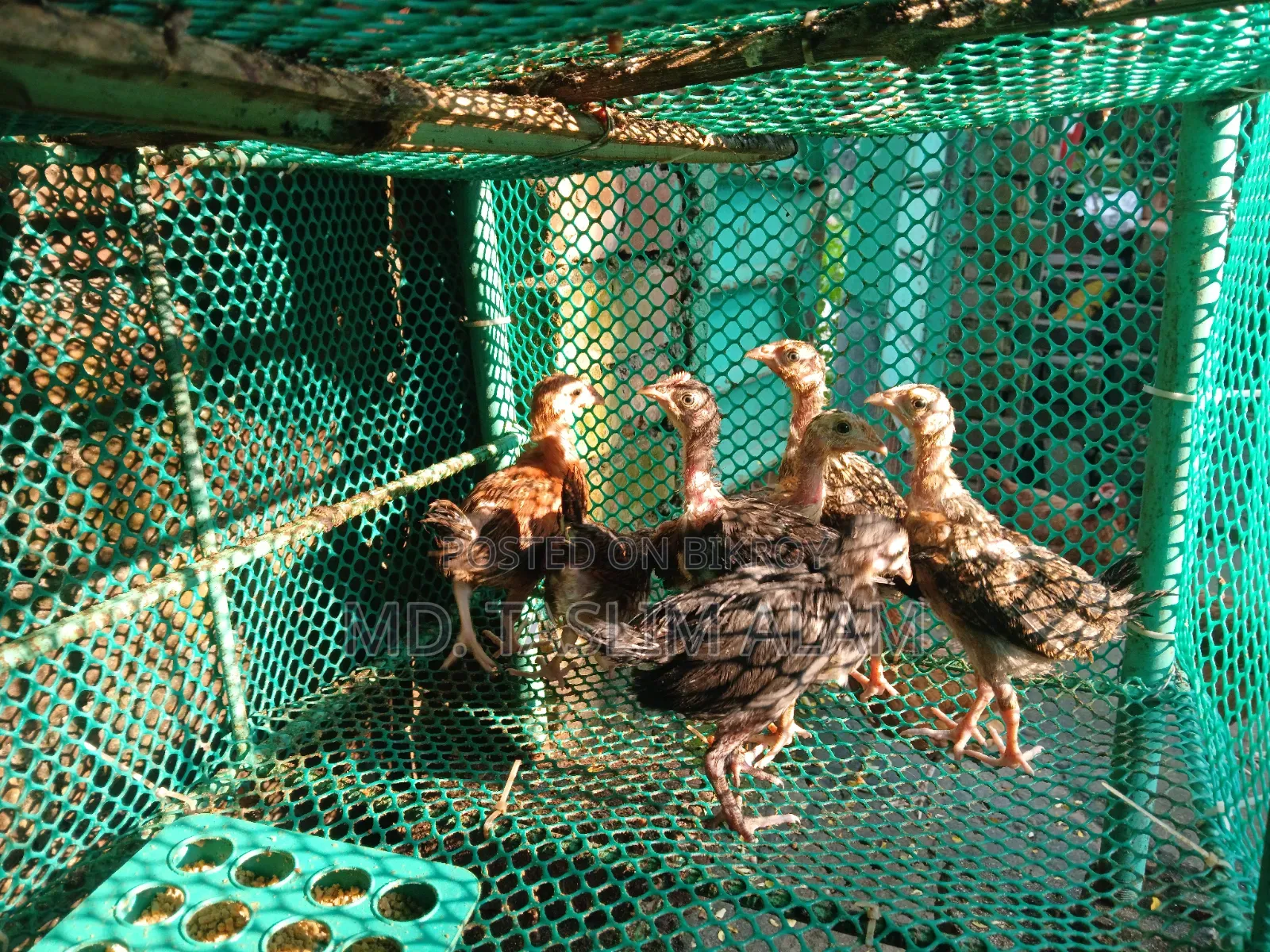Local Chicken Chicks