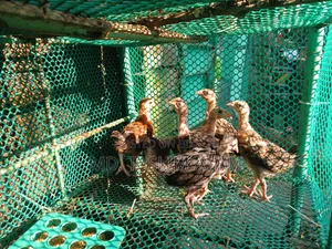 Local Chicken Chicks