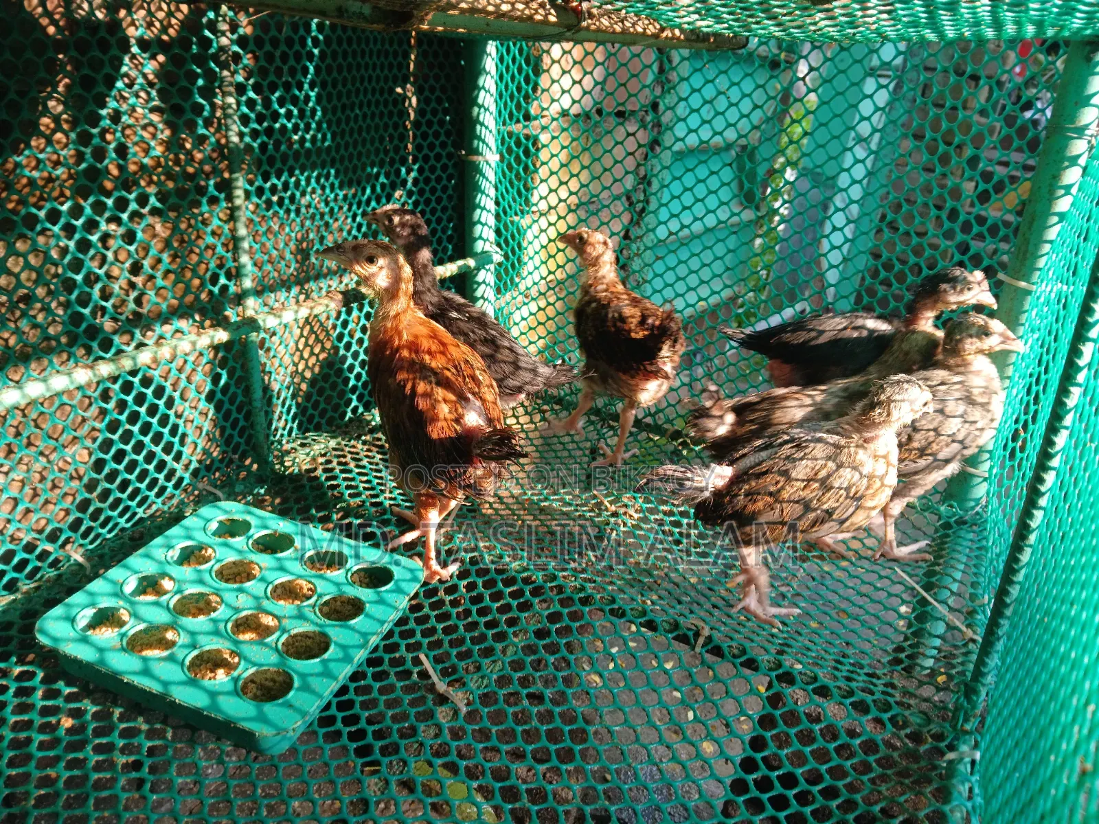 Local Chicken Chicks