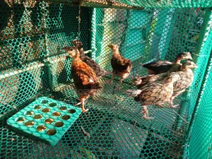 Local Chicken Chicks