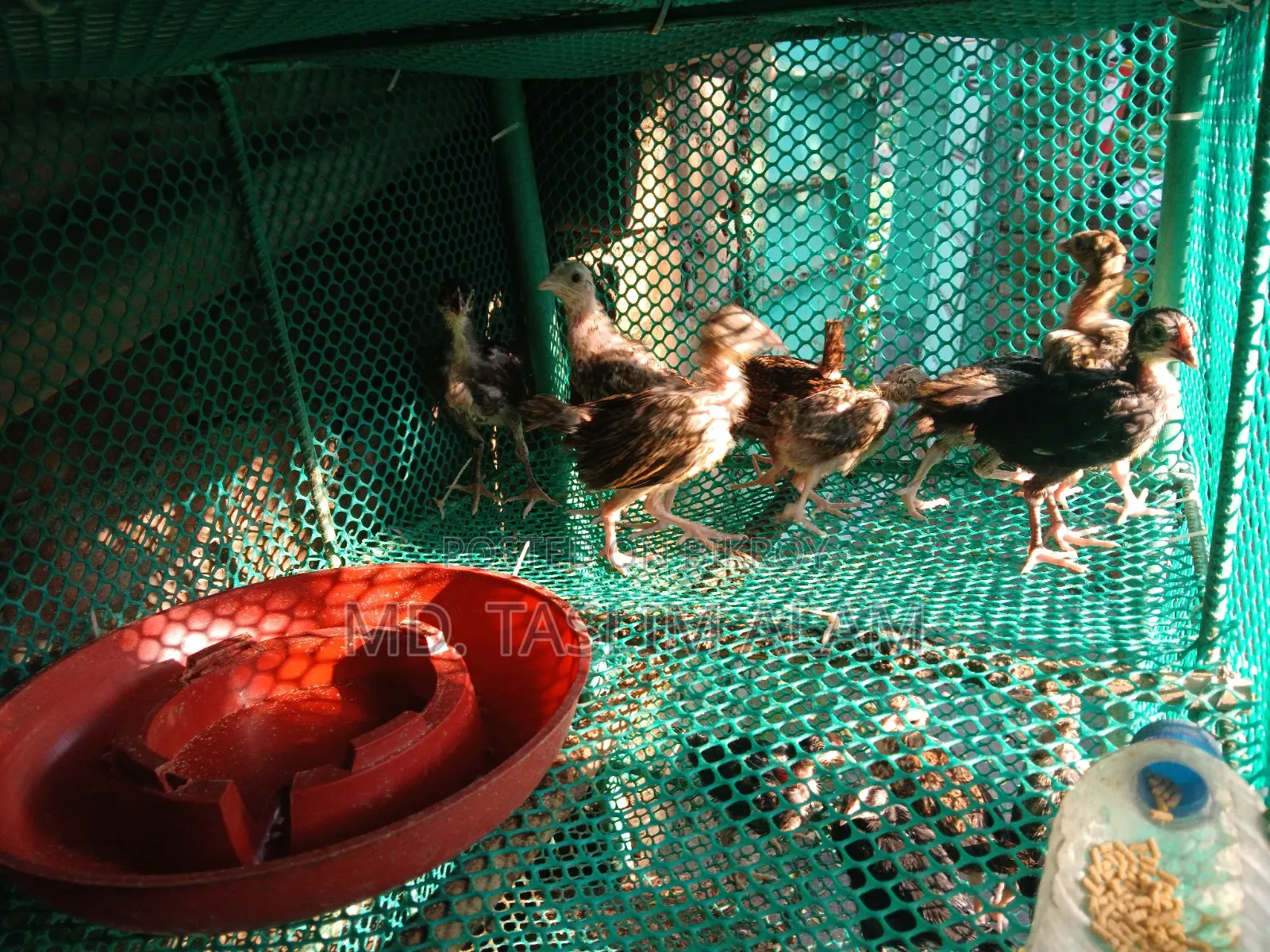 Local Chicken Chicks