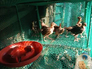 Local Chicken Chicks