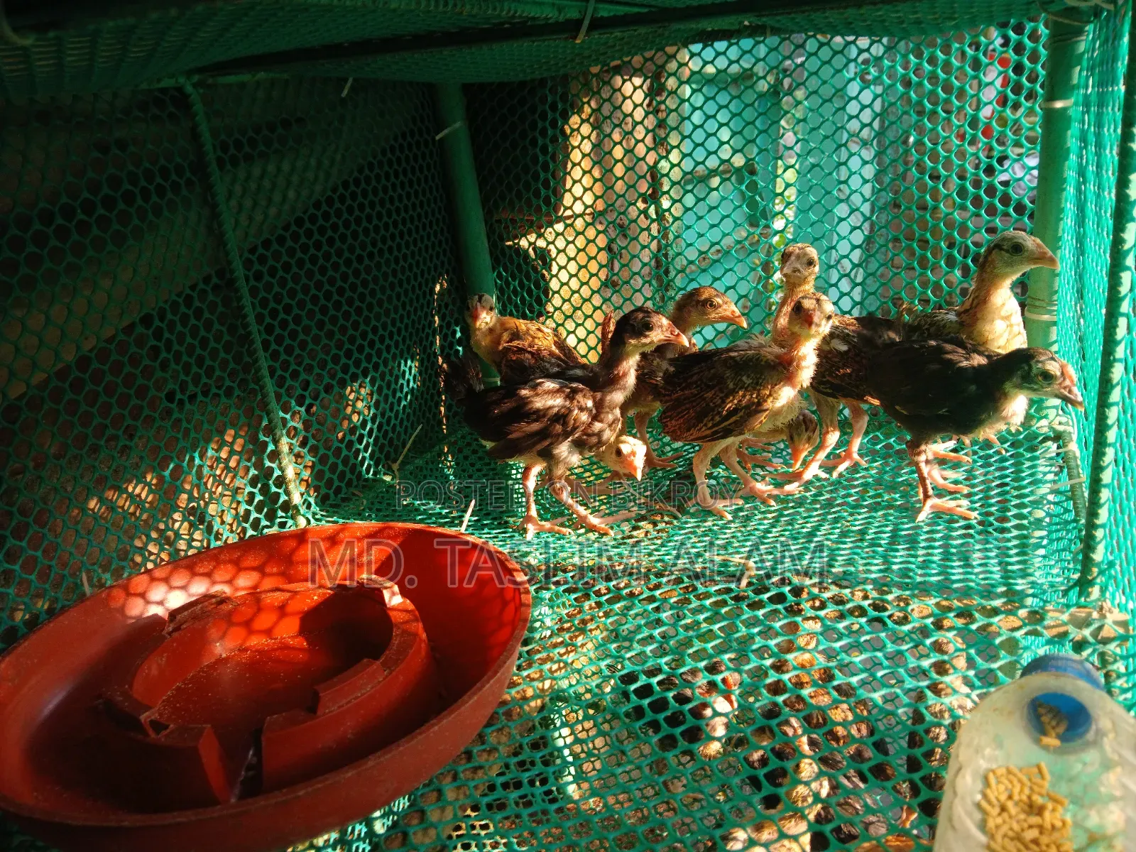 Local Chicken Chicks